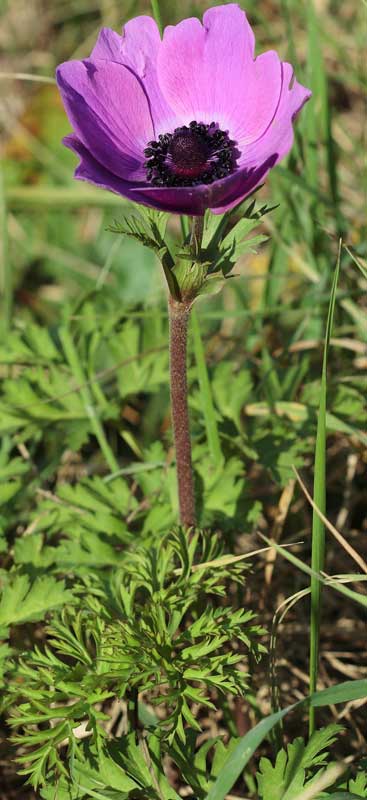 Anemone coronaria / Anemone dei fiorai